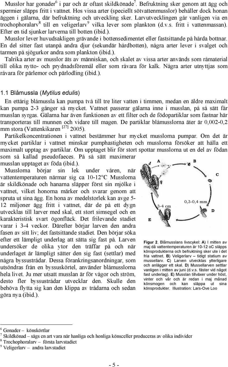 Larvutvecklingen går vanligen via en trochophoralarv 8 till en veligerlarv 9 vilka lever som plankton (d.v.s. fritt i vattenmassan).