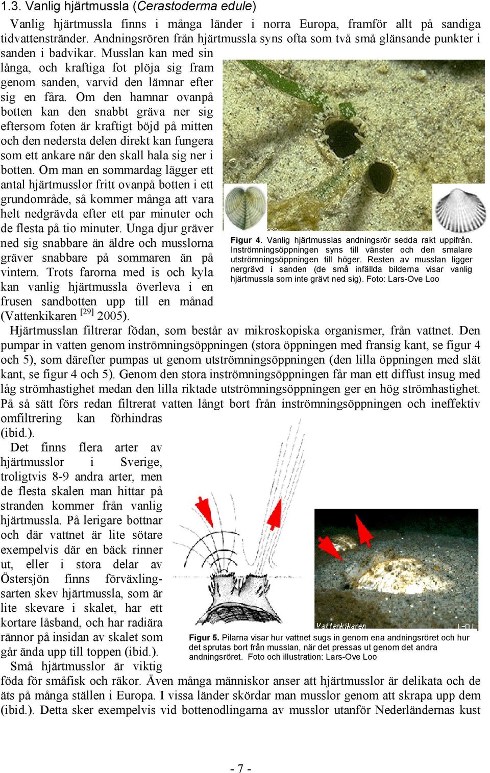 Musslan kan med sin långa, och kraftiga fot plöja sig fram genom sanden, varvid den lämnar efter sig en fåra.