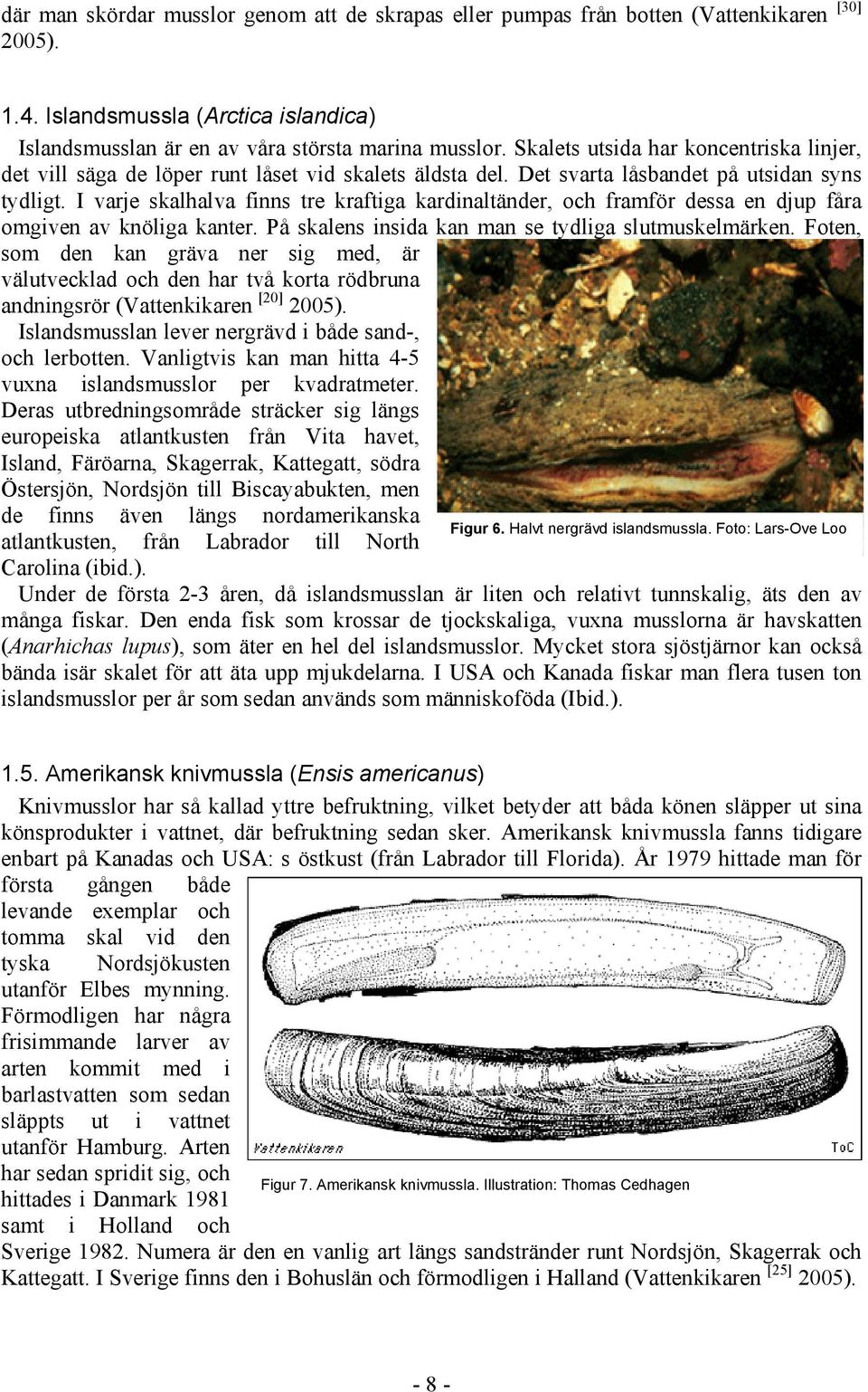 I varje skalhalva finns tre kraftiga kardinaltänder, och framför dessa en djup fåra omgiven av knöliga kanter. På skalens insida kan man se tydliga slutmuskelmärken.