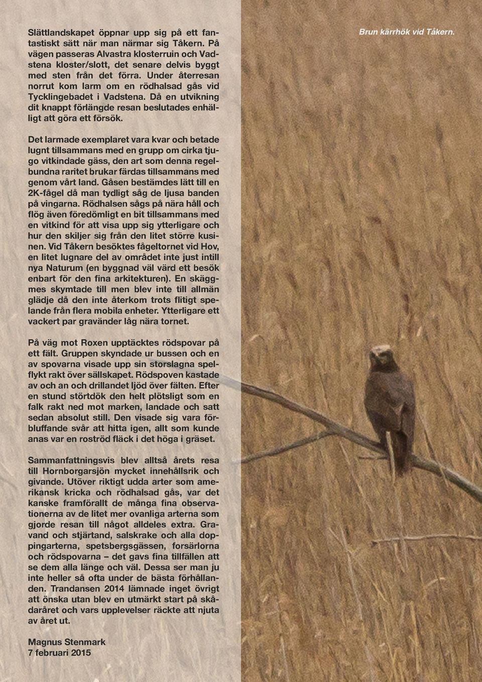 Det larmade exemplaret vara kvar och betade lugnt tillsammans med en grupp om cirka tjugo vitkindade gäss, den art som denna regelbundna raritet brukar färdas tillsammans med genom vårt land.