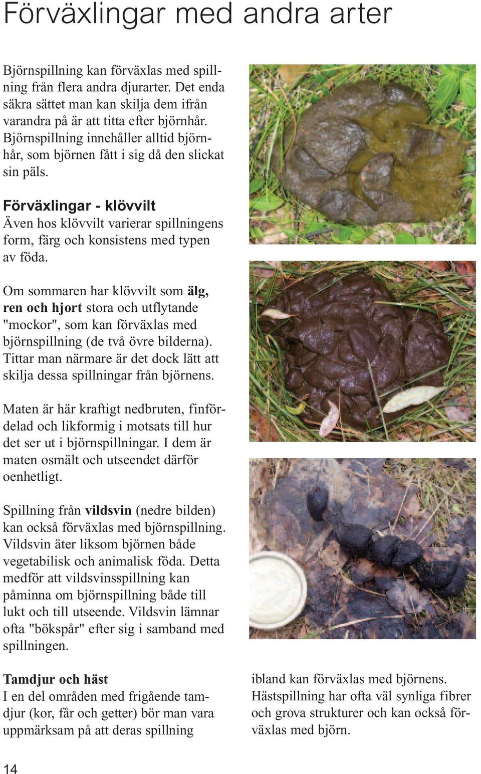 Om sommaren har klövvilt som älg, ren och hjort stora och utflytande "mockor", som kan förväxlas med björnspillning (de två övre bilderna).