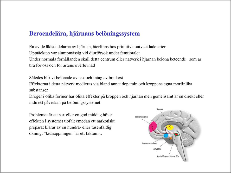 nätverk medieras via bland annat dopamin och kroppens egna morfinlika substanser Droger i olika former har olika effekter på kroppen och hjärnan men gemensamt är en direkt eller indirekt påverkan