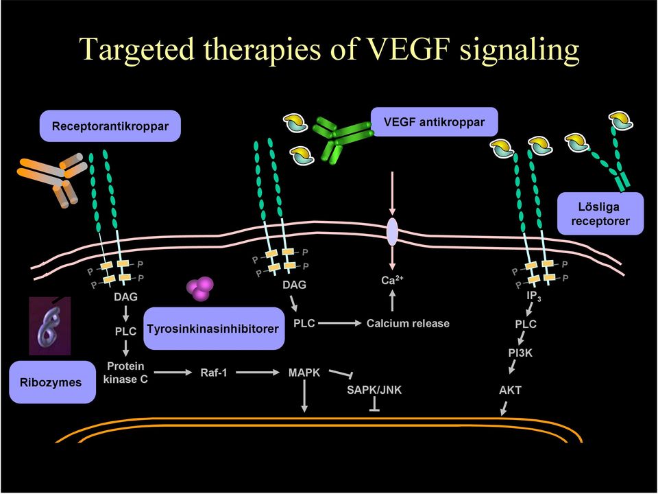 receptorer DAG DAG Ca 2+ I 3 LC Tyrosinkinasinhibitorer LC
