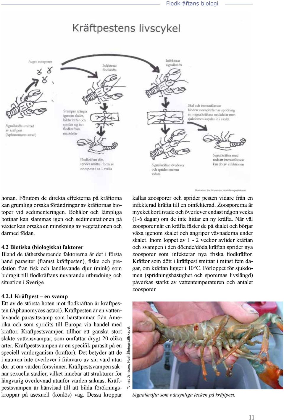 2 Biotiska (biologiska) faktorer Bland de täthetsberoende faktorerna är det i första hand parasiter (främst kräftpesten), fiske och predation från fisk och landlevande djur (mink) som bidragit till