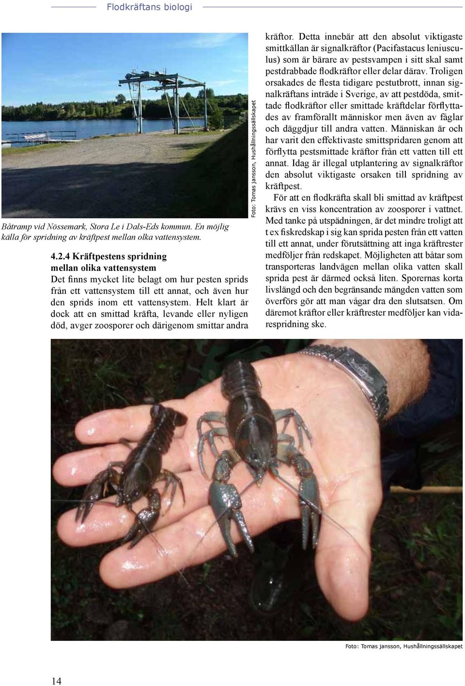 Helt klart är dock att en smittad kräfta, levande eller nyligen död, avger zoosporer och därigenom smittar andra Foto: Tomas jansson, Hushållningssällskapet kräftor.