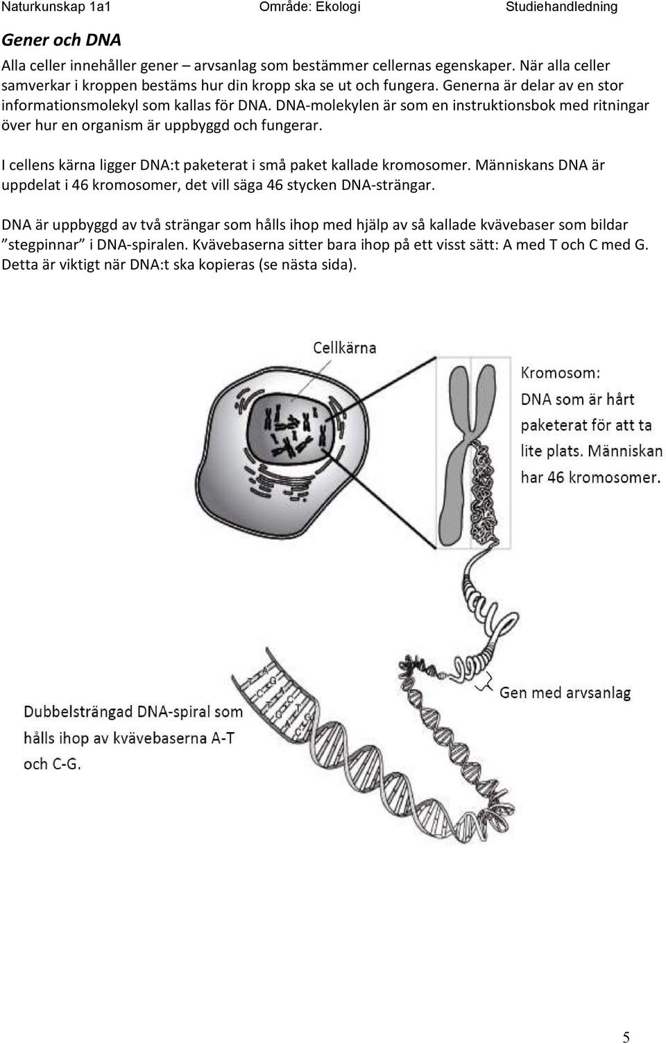 I cellens kärna ligger DNA:t paketerat i små paket kallade kromosomer. Människans DNA är uppdelat i 46 kromosomer, det vill säga 46 stycken DNA-strängar.