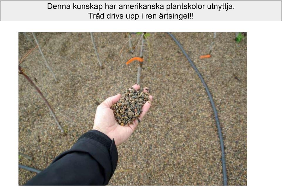 plantskolor utnyttja.