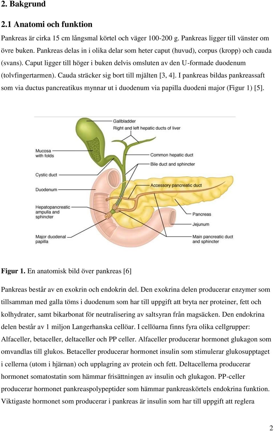 Cauda sträcker sig bort till mjälten [3, 4]. I pankreas bildas pankreassaft som via ductus pancreatikus mynnar ut i duodenum via papilla duodeni major (Figur 1) [5]. Figur 1.