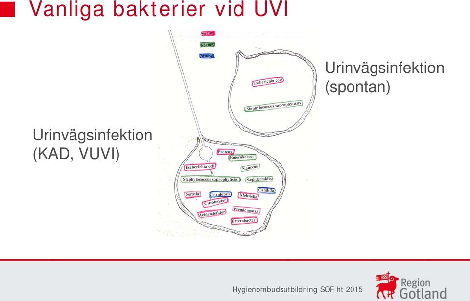 Urinvägsinfektion