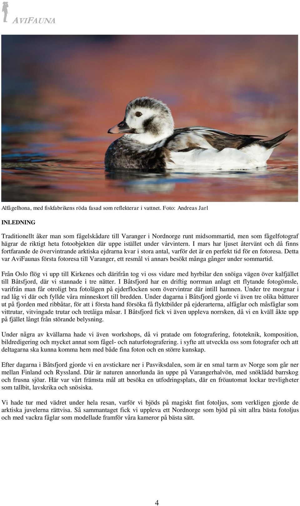 vårvintern. I mars har ljuset återvänt och då finns fortfarande de övervintrande arktiska ejdrarna kvar i stora antal, varför det är en perfekt tid för en fotoresa.