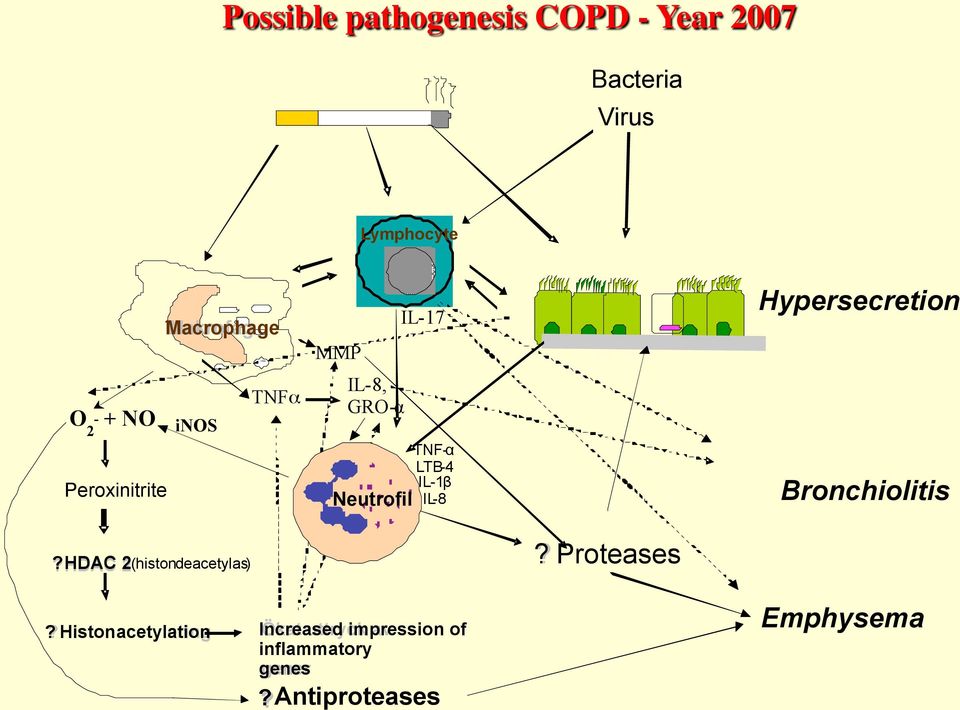 8 Hypersecretion Bronchiolitis? HDAC 2 ( histon deacetylas )? Proteaser Proteases?