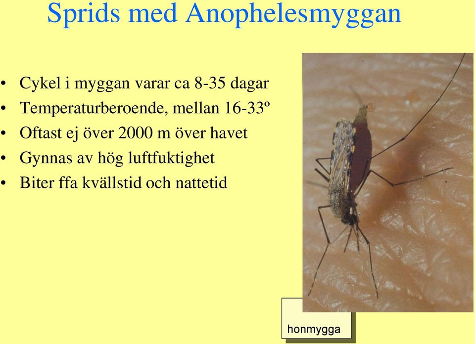 Oftast ej över 2000 m över havet Gynnas av hög