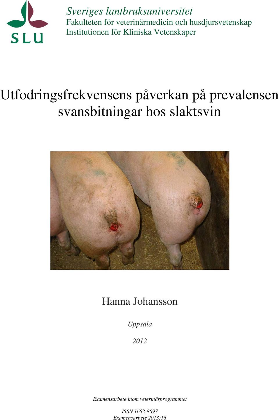 Utfodringsfrekvensens påverkan på prevalensen svansbitningar hos slaktsvin