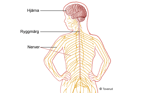 Hjärna, ryggmärg och nerver Nervsystem och celler Nervsystemet sköter information Hjärnan, ryggmärgen och nerverna kallas gemensamt för nervsystemet.