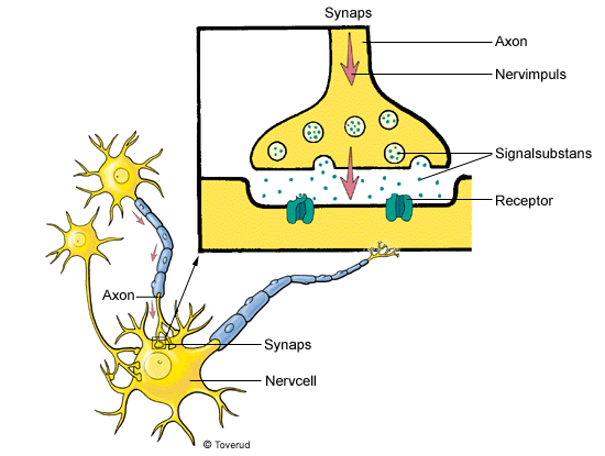 också flera kortare utskott, dendriter, som leder nervimpulser in till cellen. Nerverna består av långa utskott, axon, som ligger tillsammans i nervbuntar.