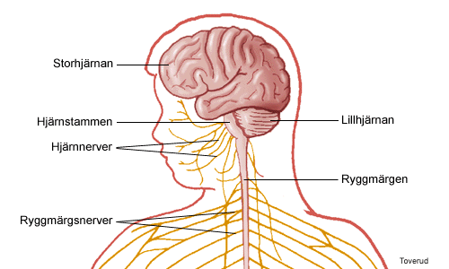 hjärnhinnorna. Hjärnan använder ungefär en femtedel av den syremängd som tillförs kroppen via blodet. Blodet kommer genom två par blodkärl, artärer, som förenas till en ring på hjärnans undersida.