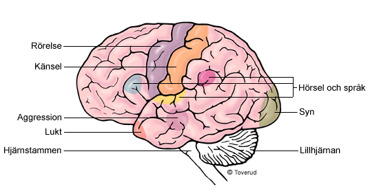 för balansen och finregleringen av alla rörelser. Storhjärnan innehåller fyra hålrum som kallas ventriklar.