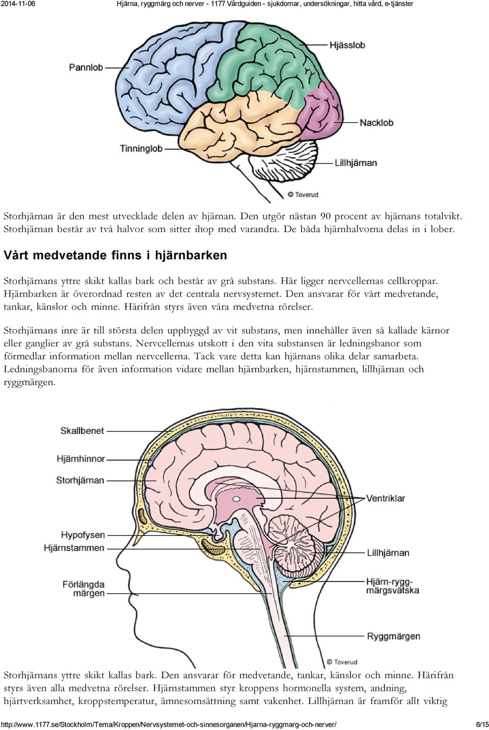 Hjärnbarken är överordnad resten av det centrala nervsystemet. Den ansvarar för vårt medvetande, tankar, känslor och minne. Härifrån styrs även våra medvetna rörelser.