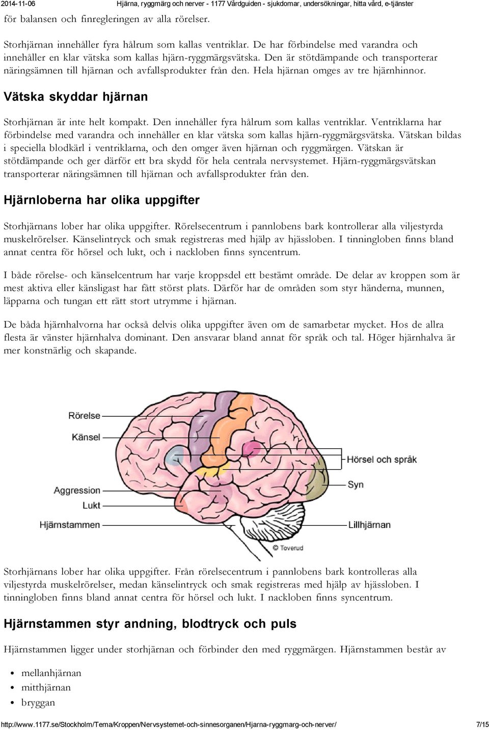 Hela hjärnan omges av tre hjärnhinnor. Vätska skyddar hjärnan Storhjärnan är inte helt kompakt. Den innehåller fyra hålrum som kallas ventriklar.