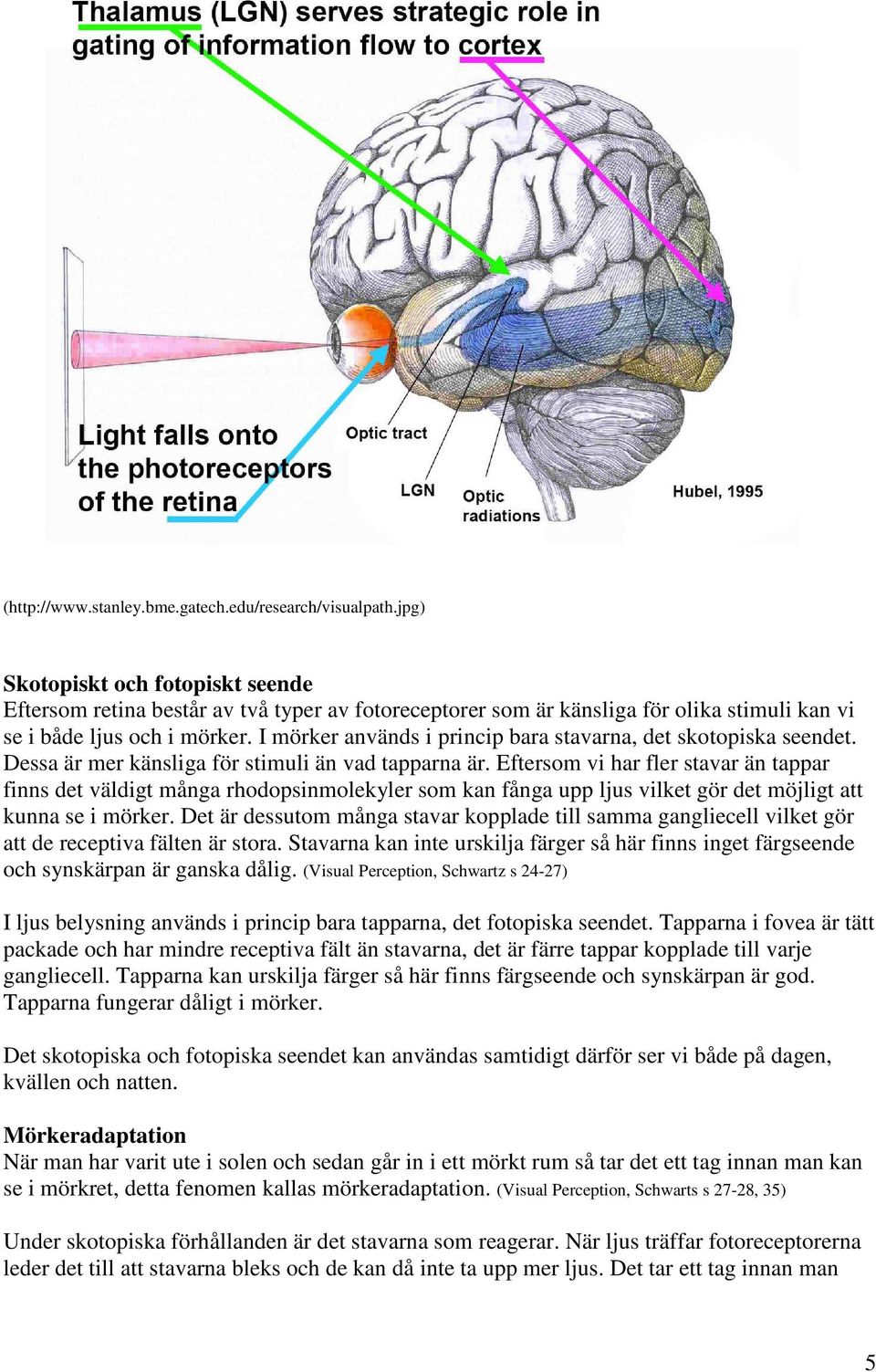 I mörker används i princip bara stavarna, det skotopiska seendet. Dessa är mer känsliga för stimuli än vad tapparna är.