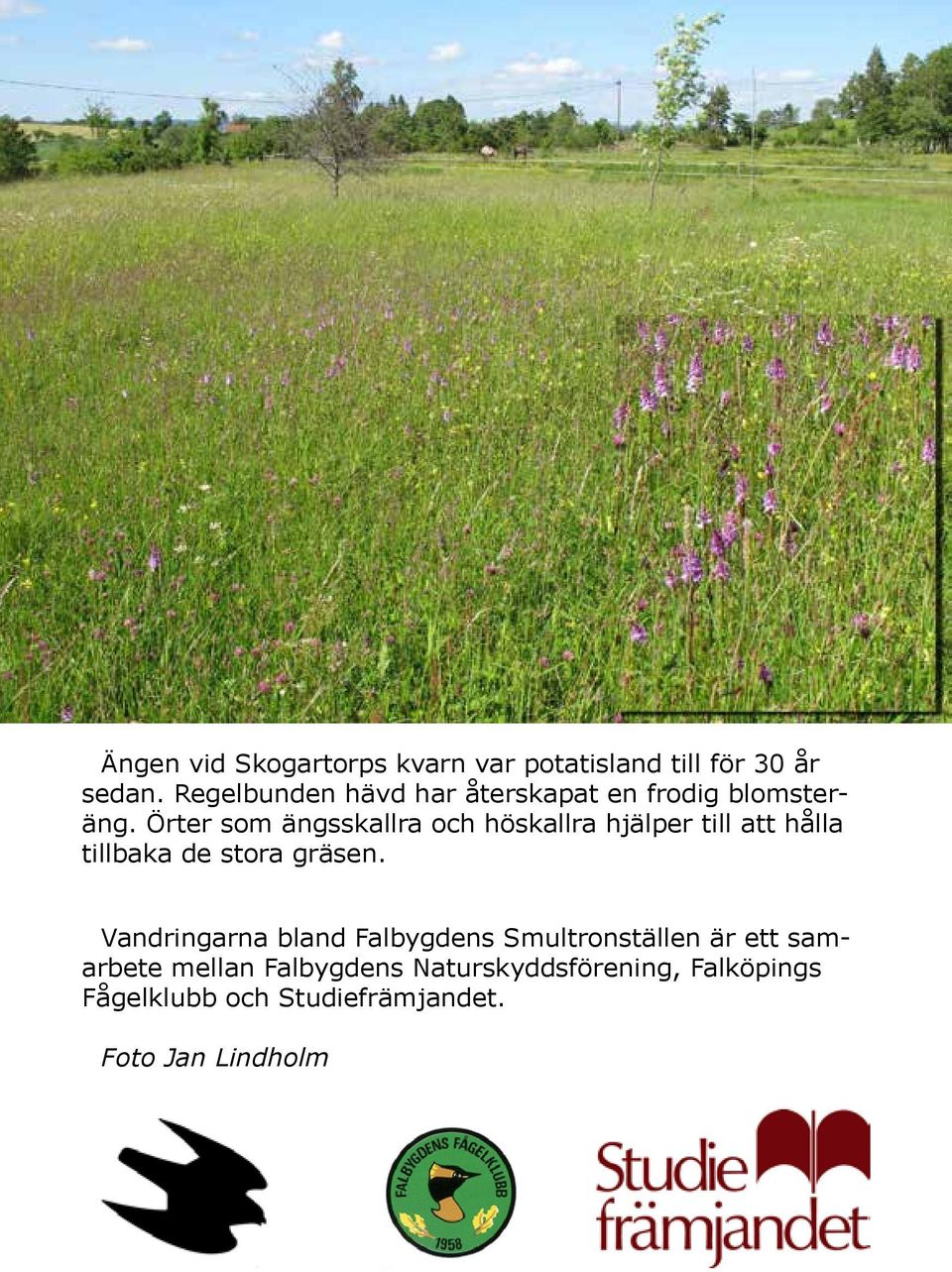 Örter som ängsskallra och höskallra hjälper till att hålla tillbaka de stora gräsen.