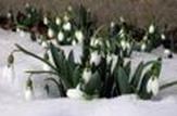 FORSKARSTUGAN I GAMLA LINKÖPING Hej alla TROGNA, vilande samt Väntande STUGVÄRDAR. 2011-03-08. Nu kommer våren så sakteliga efter en lång och kall vinter.