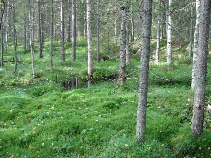 Grupp I Nordliga våtmarker Våtmark längs