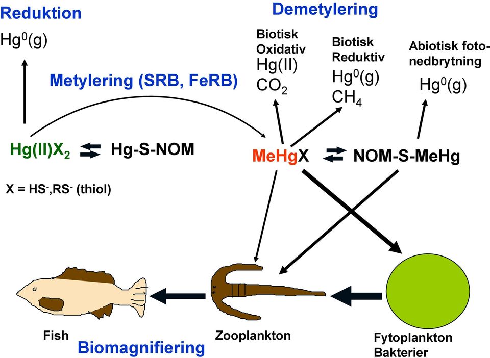 fotonedbrytning Hg 0 (g) Hg(II)X 2 Hg-S-NOM MeHgX NOM-S-MeHg X =