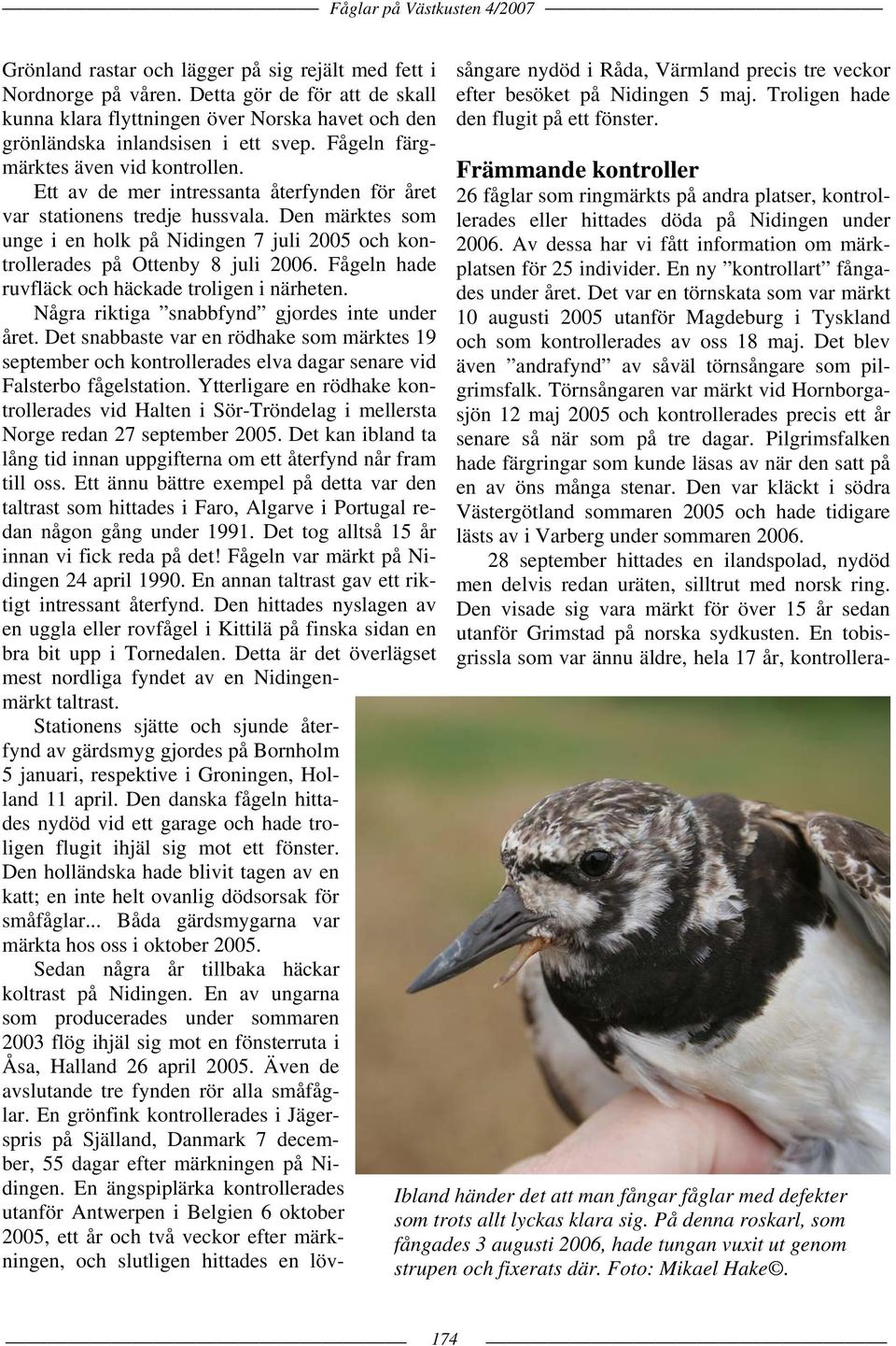 Den märktes som unge i en holk på Nidingen 7 juli 2005 och kontrollerades på Ottenby 8 juli 2006. Fågeln hade ruvfläck och häckade troligen i närheten. Några riktiga snabbfynd gjordes inte under året.
