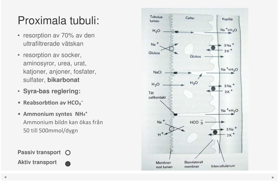 sulfater, bikarbonat Syra-bas reglering: Reabsorbon av HCO₃ Ammonium syntes