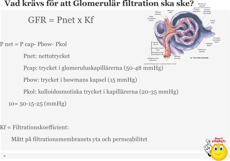glomeruluskapillärerna (50-48 mmhg) Pbow: trycket i bowmans kapsel (15 mmhg) Pkol: