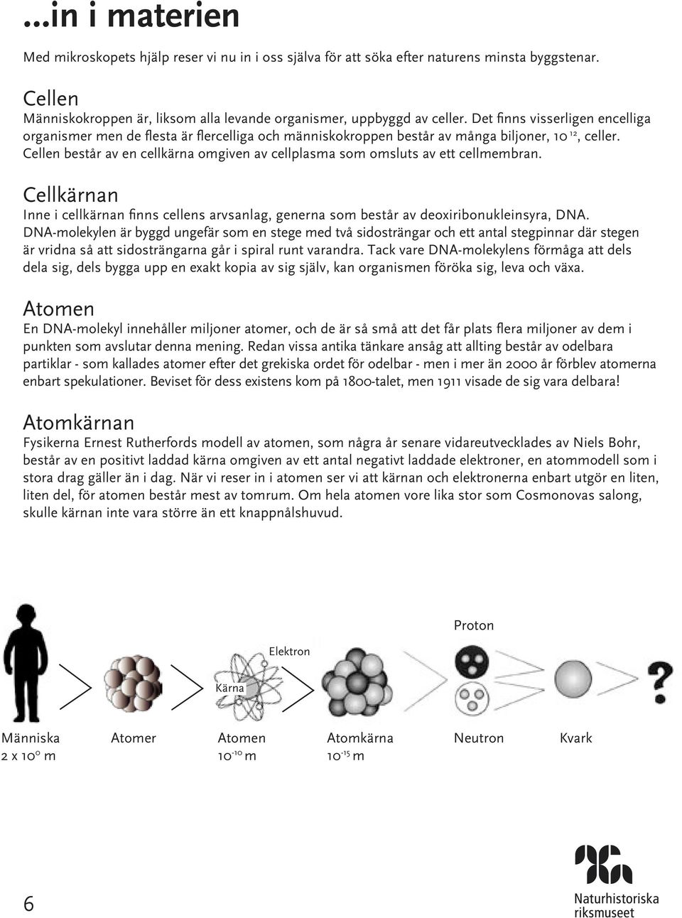 Cellen består av en cellkärna omgiven av cellplasma som omsluts av ett cellmembran. Cellkärnan Inne i cellkärnan finns cellens arvsanlag, generna som består av deoxiribonukleinsyra, DNA.