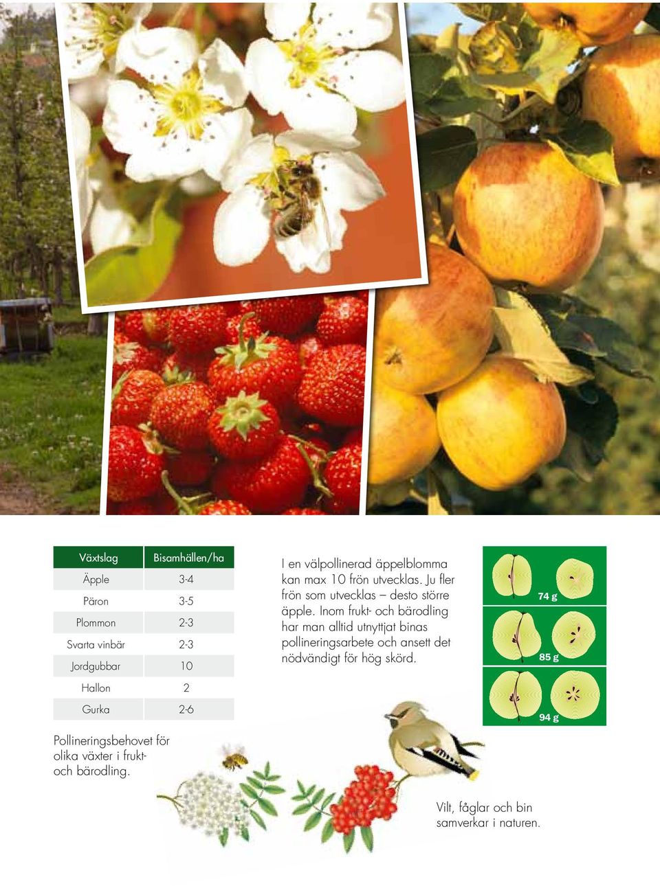 välpollinerad äppelblomma kan max 10 frön utvecklas. Ju fler frön som utvecklas desto större äpple.