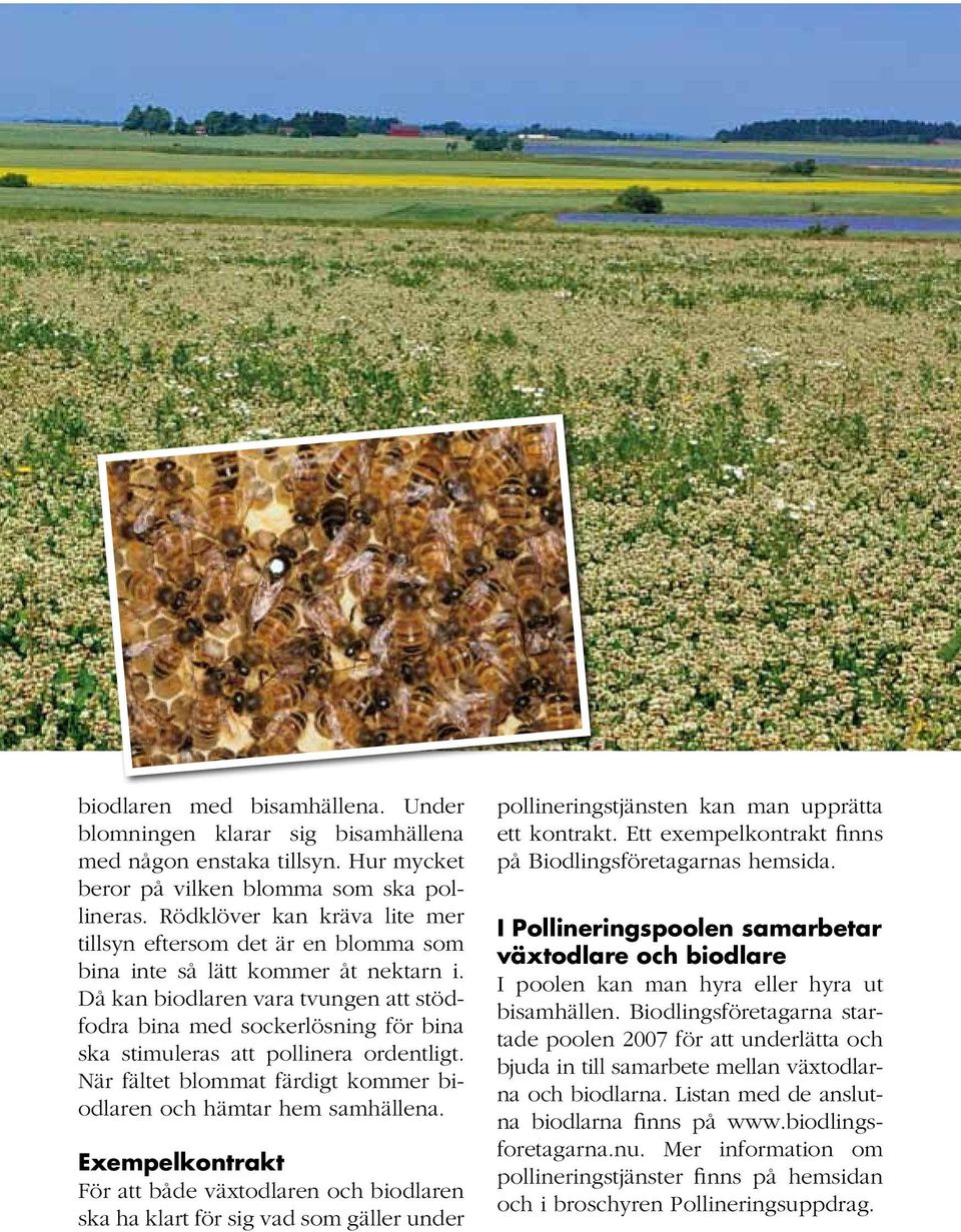 Då kan biodlaren vara tvungen att stödfodra bina med sockerlösning för bina ska stimuleras att pollinera ordentligt. När fältet blommat färdigt kommer biodlaren och hämtar hem samhällena.