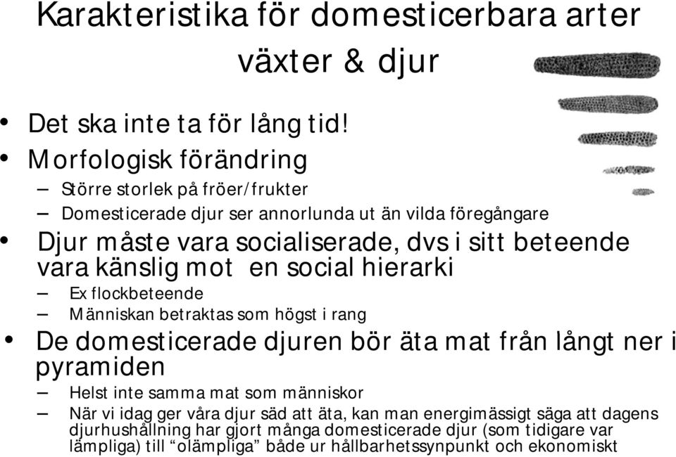 beteende vara känslig mot en social hierarki Ex flockbeteende Människan betraktas som högst i rang De domesticerade d djuren bör äta mat tfrån långt ner i