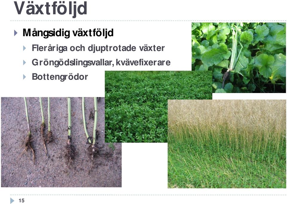 djuptrotade växter }