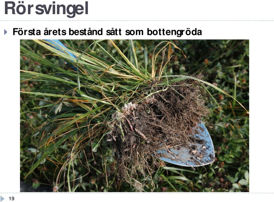 bestånd sått som