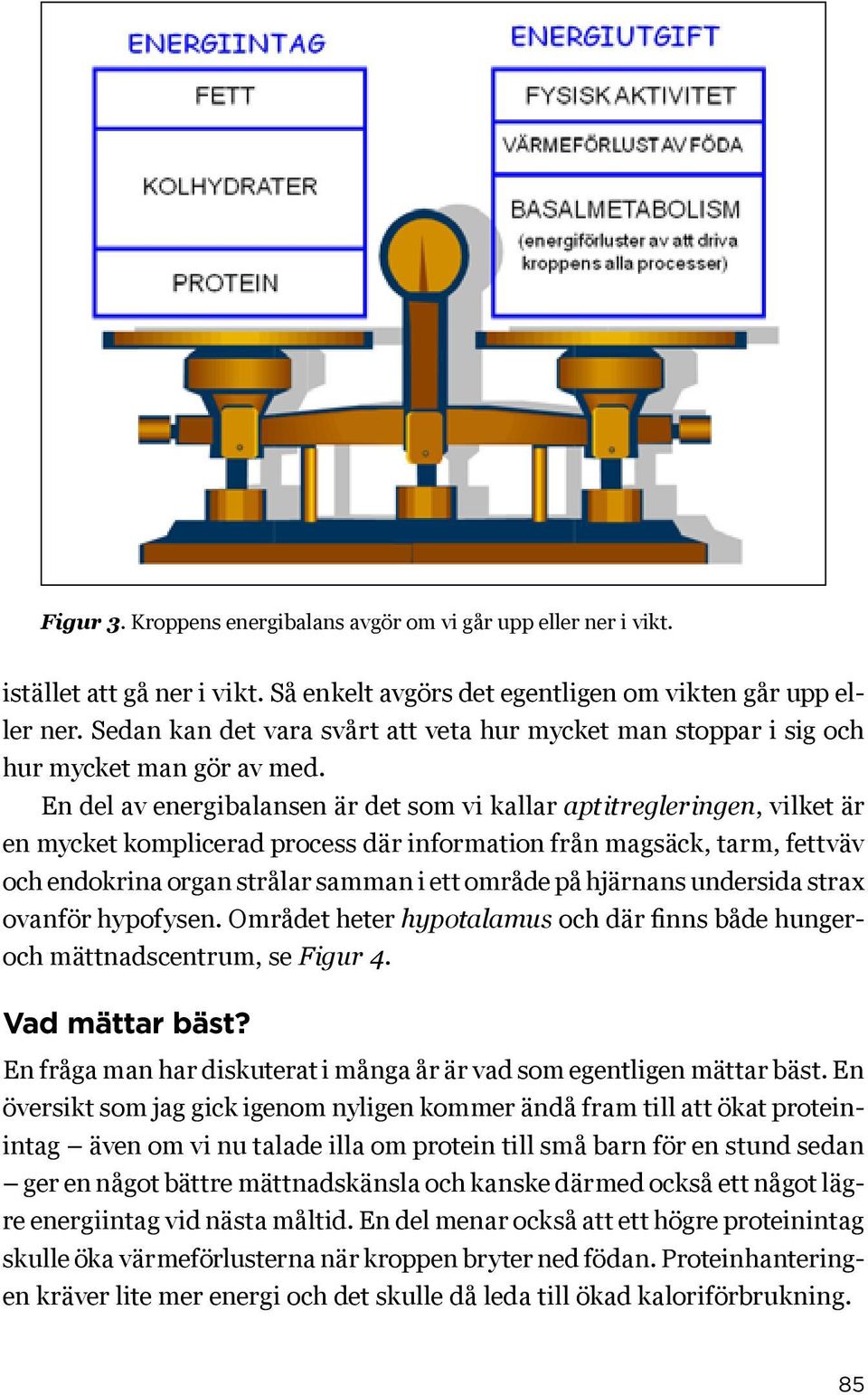 En del av energibalansen är det som vi kallar aptitregleringen, vilket är en mycket komplicerad process där information från magsäck, tarm, fettväv och endokrina organ strålar samman i ett område på