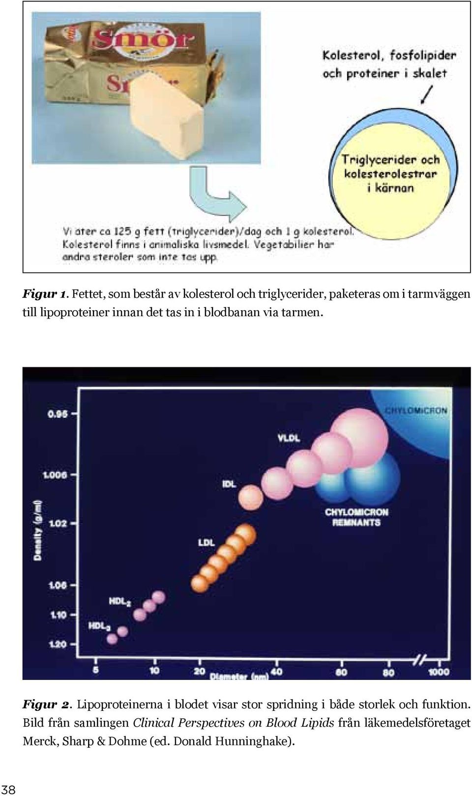 lipoproteiner innan det tas in i blodbanan via tarmen. Figur 2.