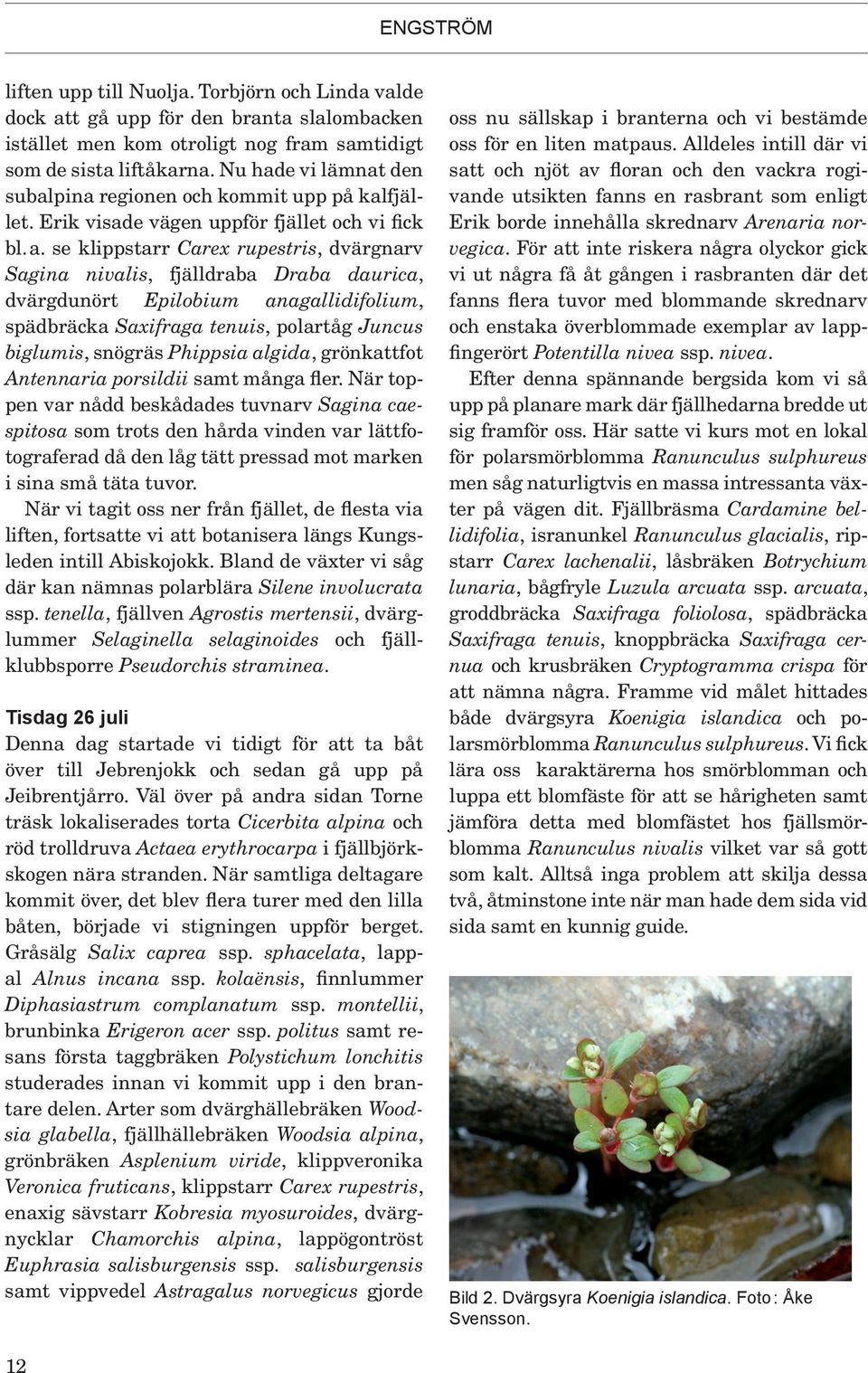 se klippstarr Carex rupestris, dvärgnarv Sagina nivalis, fjälldraba Draba daurica, dvärgdunört Epilobium anagallidifolium, spädbräcka Saxifraga tenuis, polartåg Juncus biglumis, snögräs Phippsia