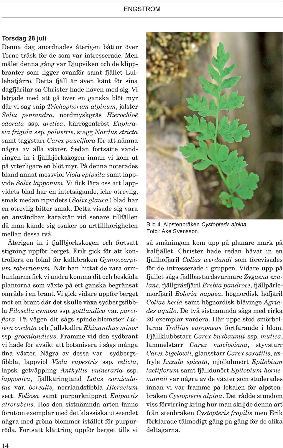Vi började med att gå över en ganska blöt myr där vi såg snip Trichophorum alpinum, jolster Salix pentandra, nordmyskgräs Hierochloë odorata ssp. arctica, kärrögontröst Euphrasia frigida ssp.