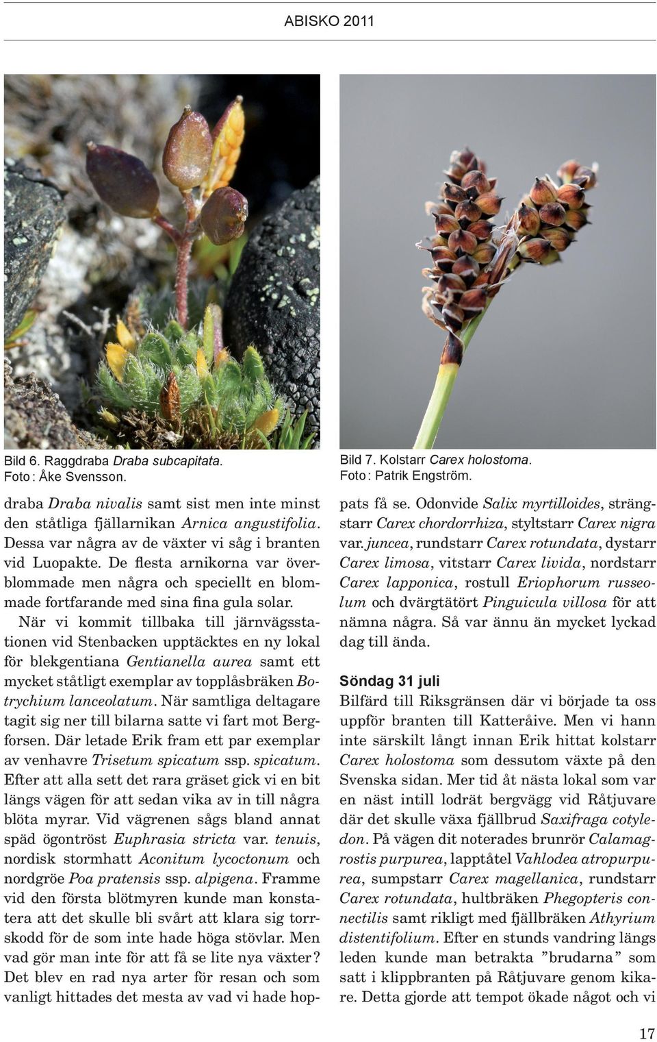 De flesta arnikorna var överblommade men några och speciellt en blommade fortfarande med sina fina gula solar.