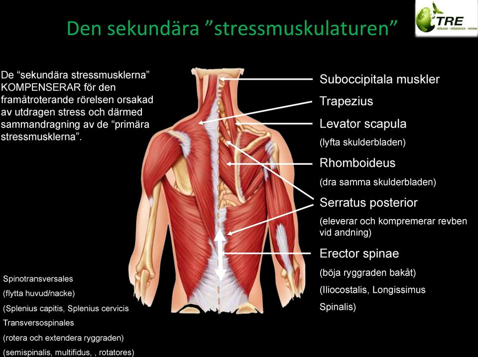 Spinotransversales (flytta huvud/nacke) (Splenius capitis, Splenius cervicis Transversospinales (rotera och extendera ryggraden) (semispinalis,
