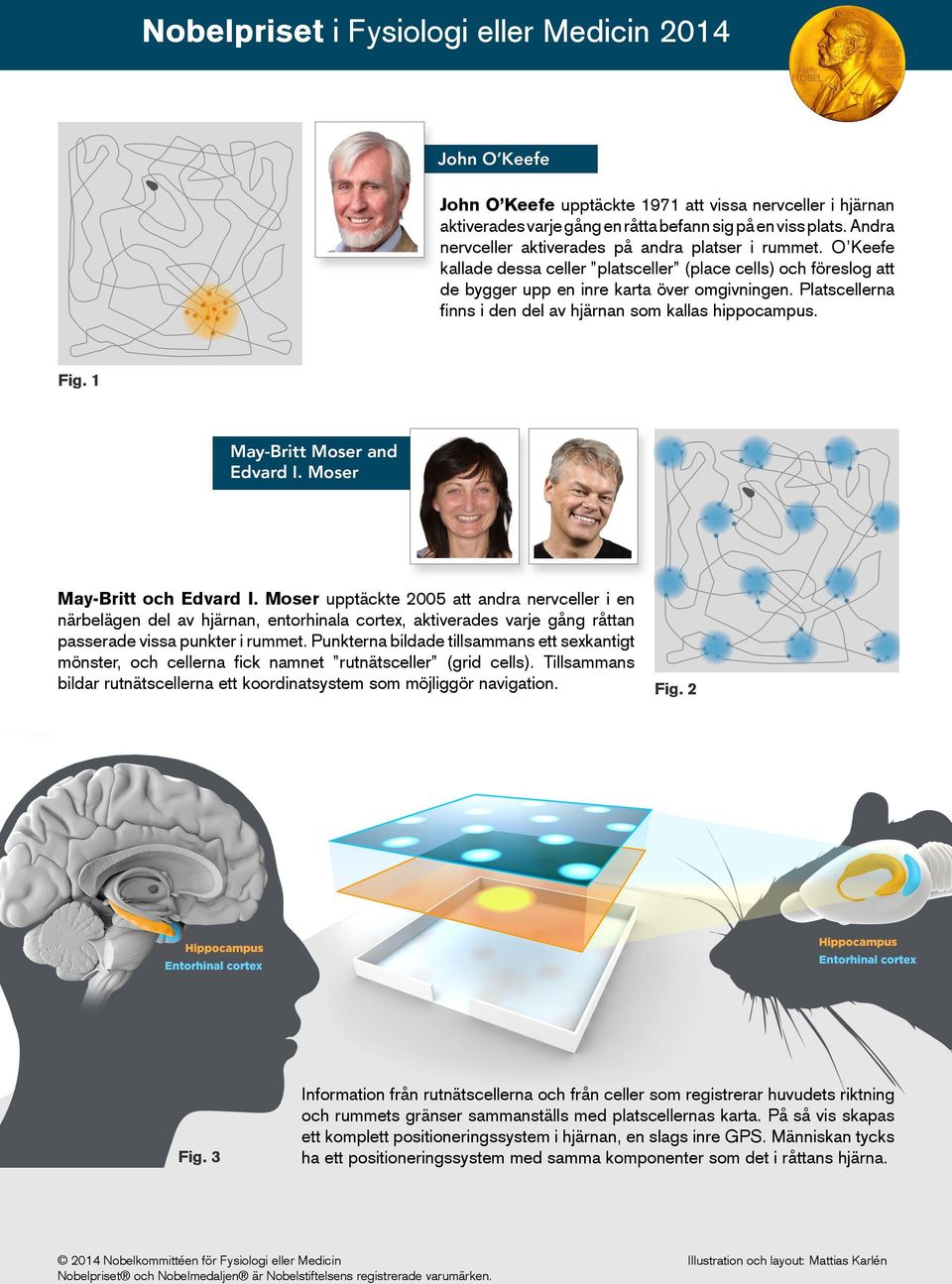 Platscellerna finns i den del av hjärnan som kallas hippocampus. Fig. 1 May-Britt och Edvard I.