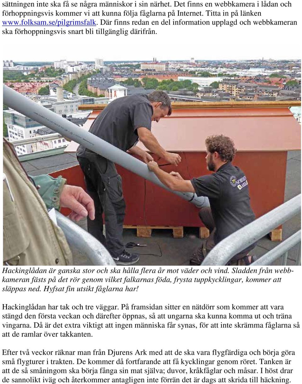 Sladden från webbkameran fästs på det rör genom vilket falkarnas föda, frysta tuppkycklingar, kommer att släppas ned. Hyfsat fin utsikt fåglarna har! Hackinglådan har tak och tre väggar.