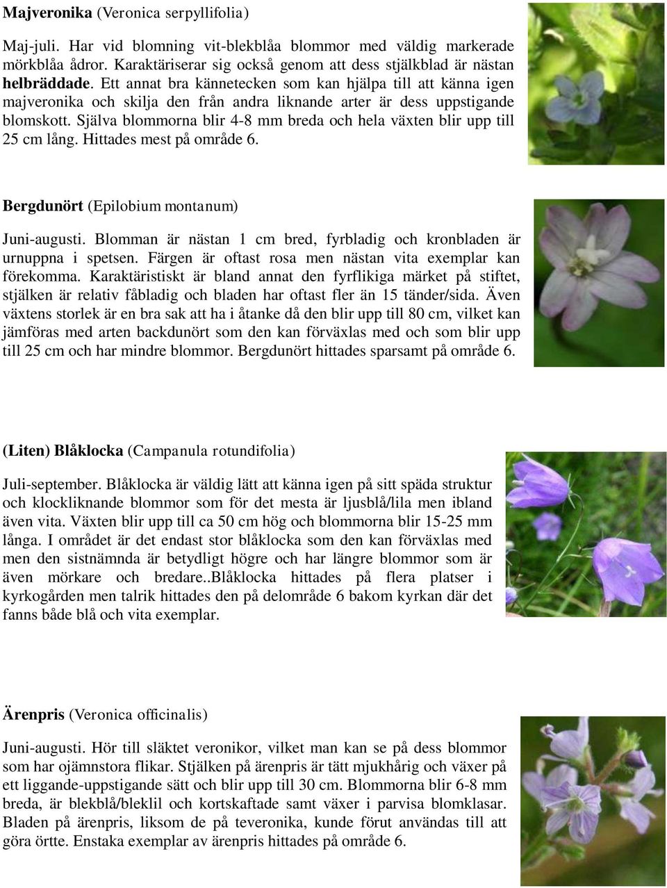 Själva blommorna blir 4-8 mm breda och hela växten blir upp till 25 cm lång. Hittades mest på område 6. Bergdunört (Epilobium montanum) Juni-augusti.