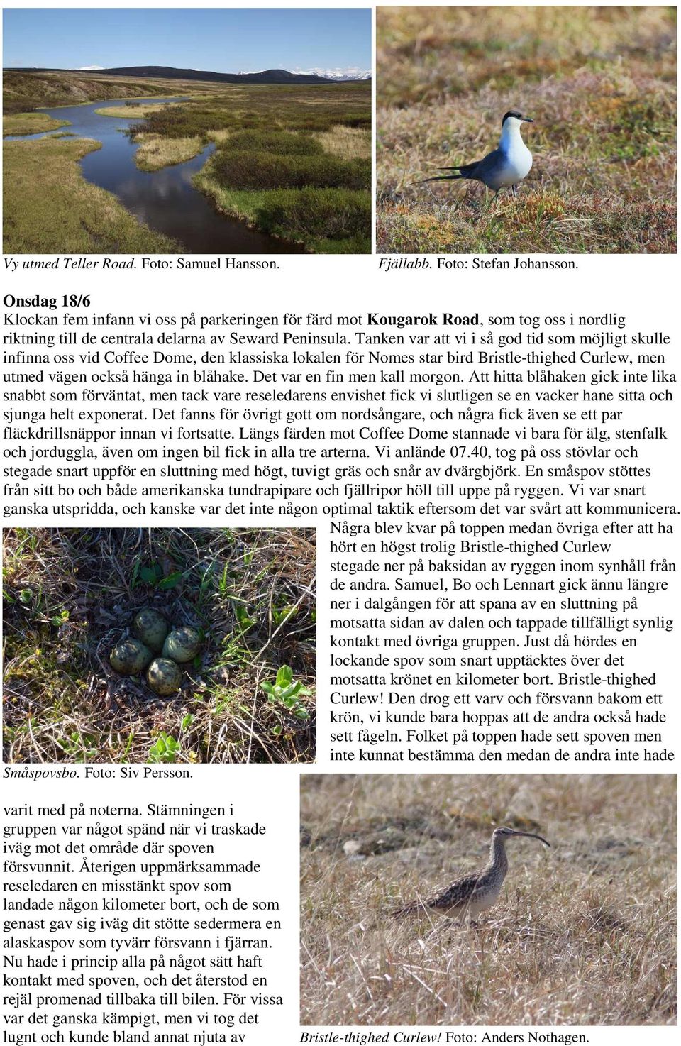 Tanken var att vi i så god tid som möjligt skulle infinna oss vid Coffee Dome, den klassiska lokalen för Nomes star bird Bristle-thighed Curlew, men utmed vägen också hänga in blåhake.