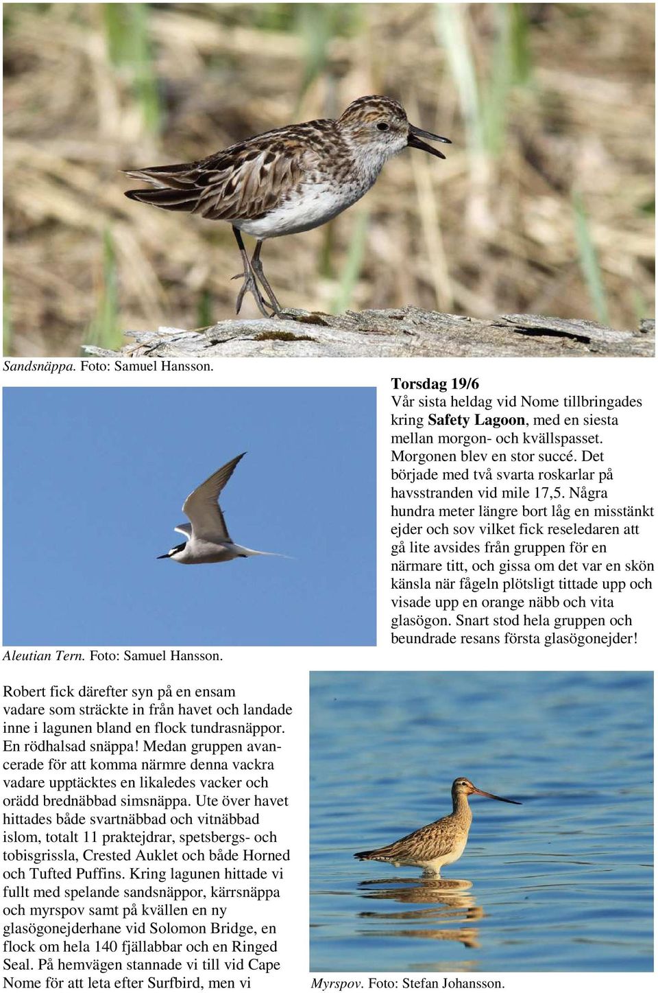 Ute över havet hittades både svartnäbbad och vitnäbbad islom, totalt 11 praktejdrar, spetsbergs- och tobisgrissla, Crested Auklet och både Horned och Tufted Puffins.