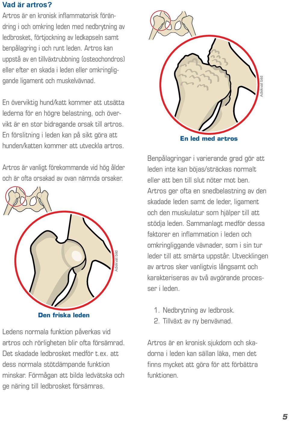 En överviktig hund/katt kommer att utsätta lederna för en högre belastning, och övervikt är en stor bidragande orsak till artros.
