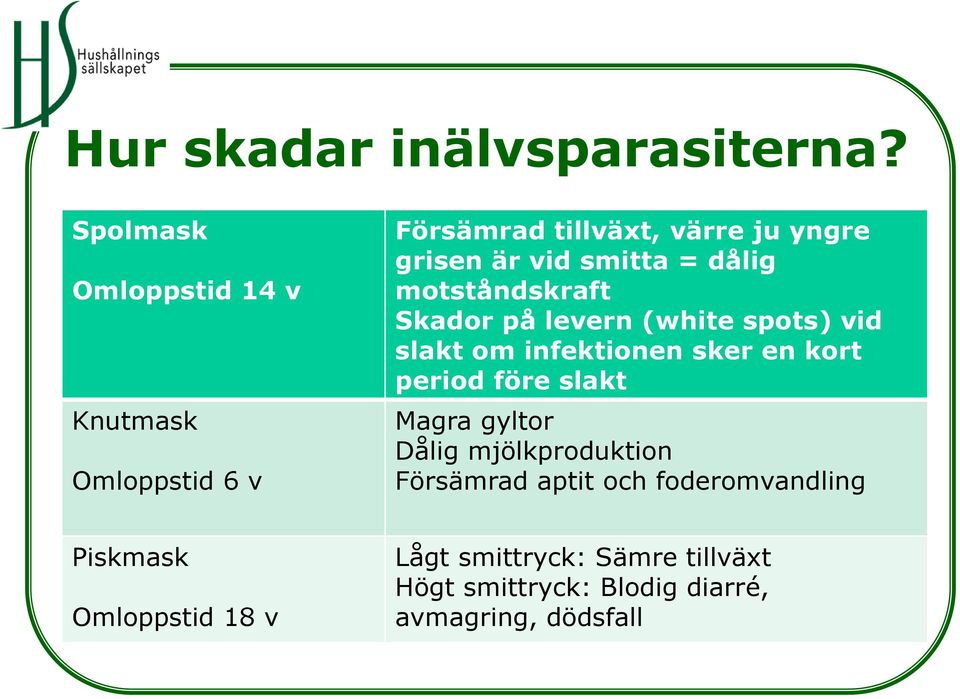 = dålig motståndskraft Skador på levern (white spots) vid slakt om infektionen sker en kort period före